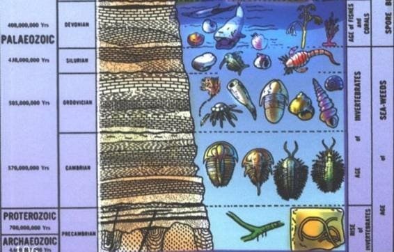 Bottom half of the fossil record of just aquatic life.