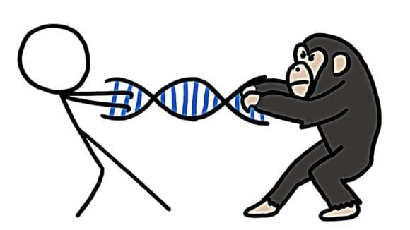 Are we really 99% chimp. No actually we are only 70%.