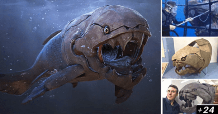 A fossil fish that has a head that is five times bigger than human head. Scott huge teeth and a huge mouth