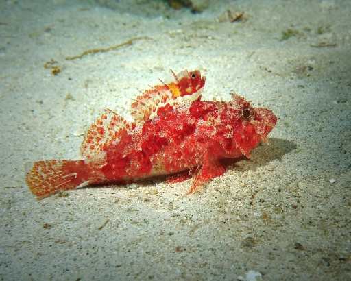 This is an image of a fish that's the color of red called the decoy fish. It's sitting on the bottom of the ocean.