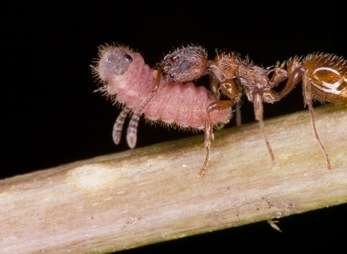 This is an image of an ant carrying moth larvae.