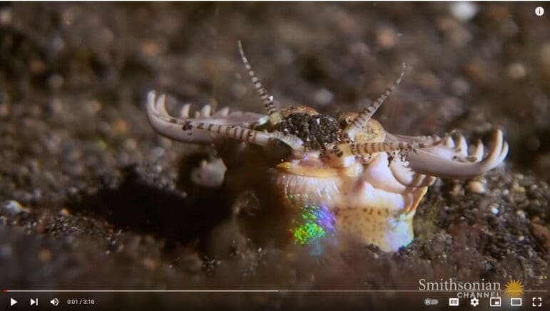 This is an image of what's known as the bobbit worm.