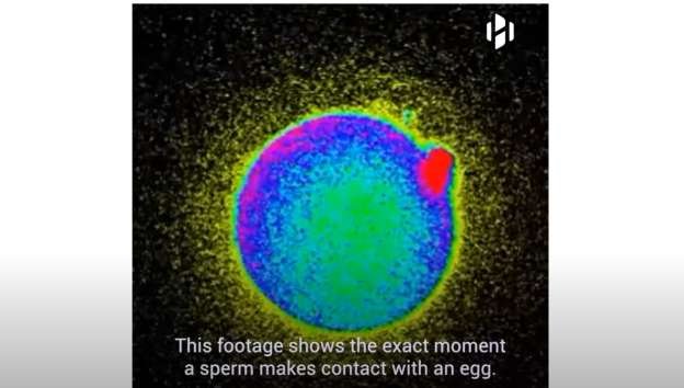 This is an image of the light that comes from the egg that's just been fertilized. If you click the image you can actually see the video on this.
