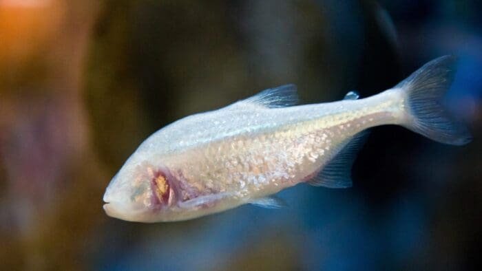 blind fish.