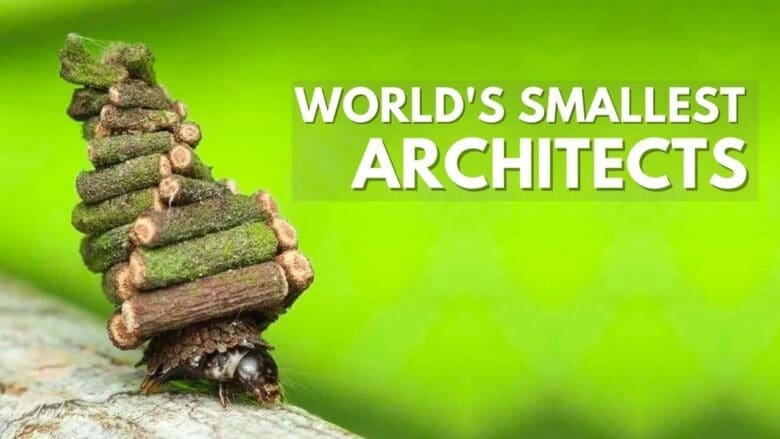 Beetle uses golden ratio.