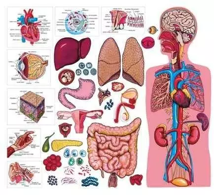 This is an image of all of the human organs in systems. Is a drawn cartoonish image that asks the question: in what order did the organs in the systems evolve and why? Evolutionists have no idea of where to even begin explaining it.