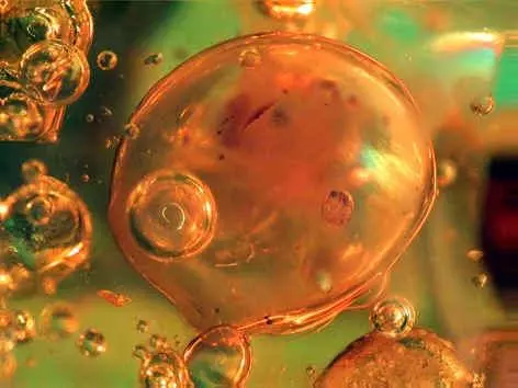 This is the picture of a bubble that's caught in Amber. And when they test the bubble it always has twice the pressure of our atmosphere plus twice the oxygen. These conditions are believed to be the conditions of the atmosphere before the blood.