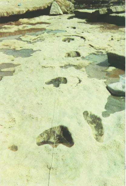 This is an image of the human and dinosaur footprints right next to one another in the Biloxi River in Texas. In the Dinosaur Valley state Park. This is also known as the Taylor Trail.