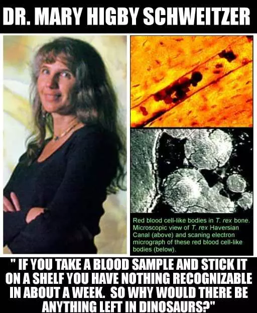 This is an image that shows the woman who discovered soft tissue and red blood cells inside dinosaur bone. Her name is Dr Mary Schweitzer. She says: if you take a blood sample and stick it on the Shelf you have nothing recognizable in about a week. So why would there be anything left in dinosaurs? End of quote.