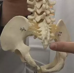 This image shows the picture of a human tailbone.
