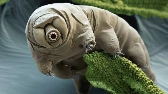 This is a microscopic full color image of what's known as tardigrades AKA water bears. And on the page it gives the reasons why these little creatures defy evolution.