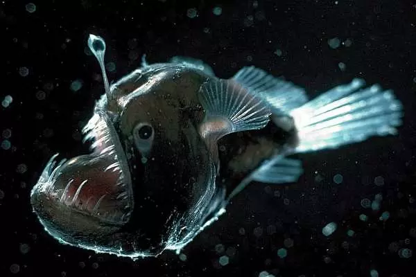 This is an image of angular fish, it has like a small fishing pole protruding out of its head that lights up in the dark Waters of the ocean to attract prey. It has huge sharp looking teeth and looks like something you might see in a scary movie.