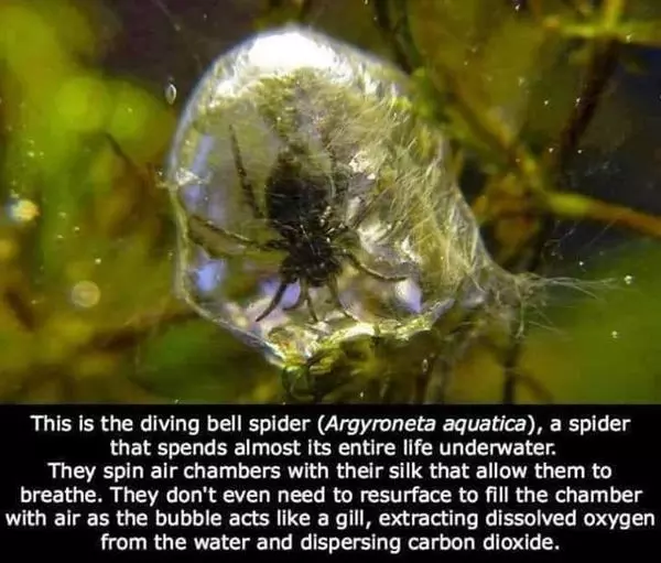 This is the image of the diving bell spider. And this is the text: this is the diving bell spider a spider that spins most of its entire life underwater. They spend air Chambers with their silk that allows them to breathe. They don't even need to resurface to feel the chamber with air as the bubbles act like a gill extracting dissolved oxygen from the water and dispersing carbon dioxide.