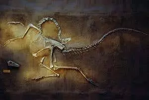 This is an image of a dinosaur fossil in a rock with its head talked back like it's gasping for air. This would only happen if this fossil drowned in the flood.